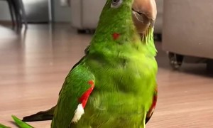 Parrot Adapts To Prosthetics