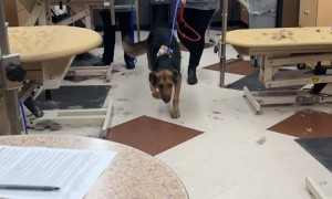 This Dog Is Very Ready To Go Home