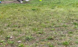 Geese Chase After Ball