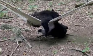 Two Bears Discover a Hammock