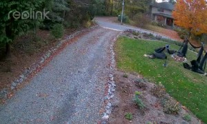 Black Bear Pulls Down Halloween Witches