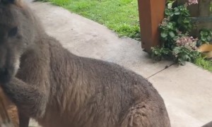 Kangaroo Isn't Allowed Inside