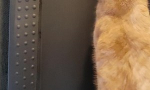 Healthy Cat Hits The Treadmill