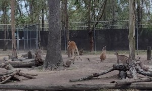 Terrifying Wallaby Makes An Appearance