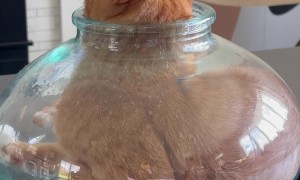 Cat Squeezes Into Narrow-Mouthed Vase