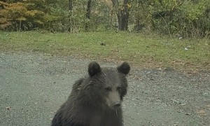 Bear Trio Surrounds Car On Trasfagarasan