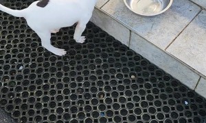 Puppy Rides Bowl Down Stairs