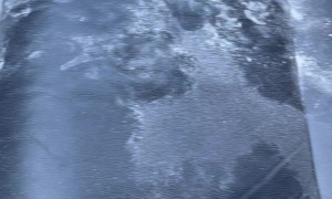 Dog Attacks Flour in Record Time