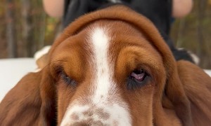 Basset Hound Can Play Peek-a-Boo With Her Own Face