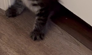 No Privacy When You Have a Kitten