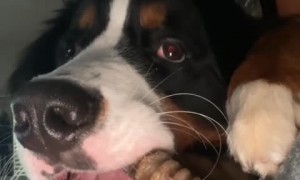 Pup hilariously chomps on toy right over owner's head 