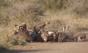 Vultures and Hyena Clean Carcass