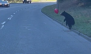 Black Bear Cub Plays With Red Balloon