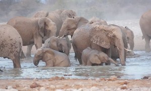 Elephant Mud Bath In Etosha