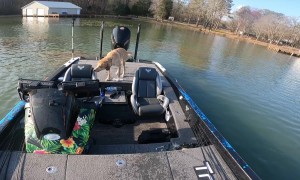 Dog Jumps In After Fish