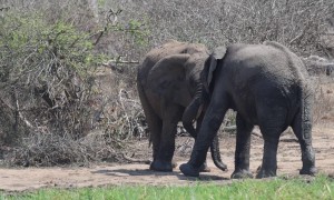 Young Elephants Practice Testing Their Strength
