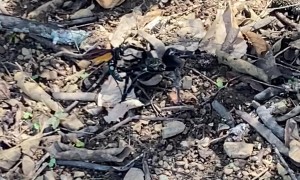 Wasp Follows Tarantula