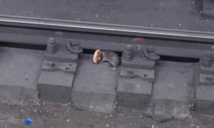 Chivalrous Rat Brings Partner A Donut