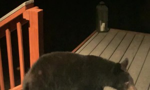 Black Bear Loses Balance On Adirondack Chairs