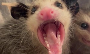 Spicy Baby Opossum