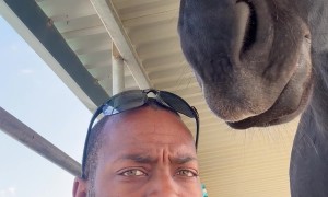 Sammi the Horse Grooms His Human