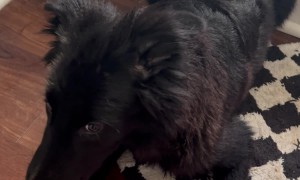 Ginger Causes Dog's Mixed Feelings