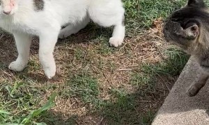 Rescuing A Cat Stuck In Plastic