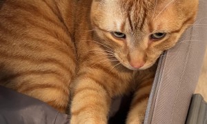 Cat Refuses to Be Left Behind