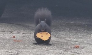 Squirrel Nibbles On Cookie