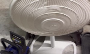 Kitten Makes Cute Little Noises While Eating