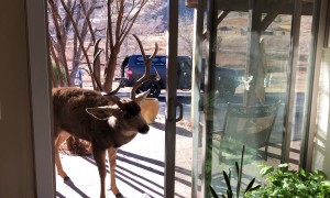 Mounted Deer Head Attracts Buck's Attention