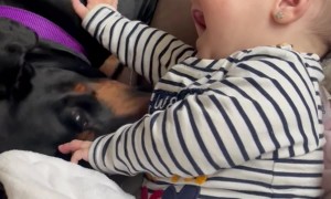 Dog Tickles Baby