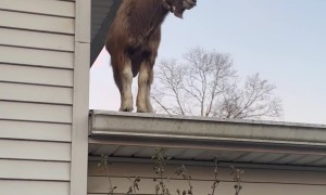 There's A Goat On My Roof
