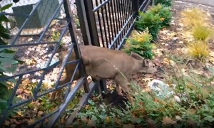 Police rescue deer trapped between bars of metal fence