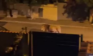 Shocking moment as lion casually walks among the streets of Ladispoli, Italy 