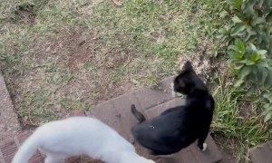 The View Every Time I Open Our Back Door