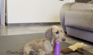 Smart Pupper Assembles A Pyramid