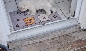 Polite Pupper Cleans Paws Before Entering House