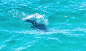 Diving Bird Gets Caught