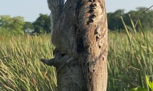 Potoo Bird Demonstrates Excellent Camouflage