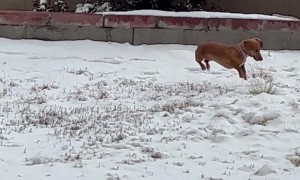 Prancing Through The Snow