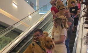 The Cutest Escalator in the World