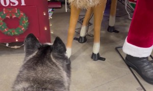 Husky Gets Upset Store Reindeer Won't Play