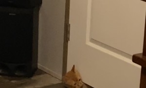 Amazing Liquid Kitty Squeezes Under Door