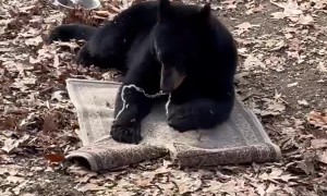 It's the Bear's Rug Now