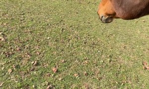Horse Meets Baby For the First Time