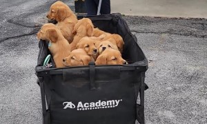 Vet Checkup for 12 Golden Retriever Puppies
