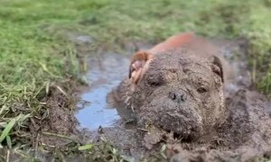 Bulldog Takes a Mud Bath