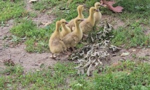 Noisy Cobra Chickens Adopt Goslings