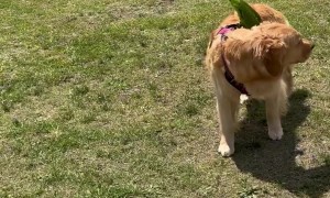 Bird Rides Its Mighty Steed